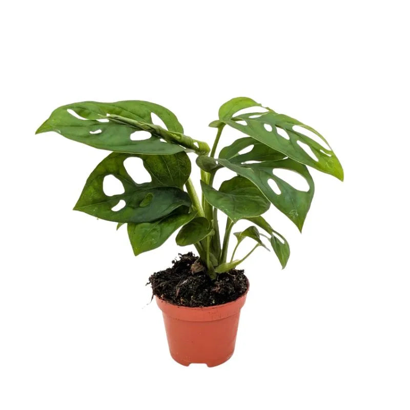 immagine mostra una pianta con foglie forate 