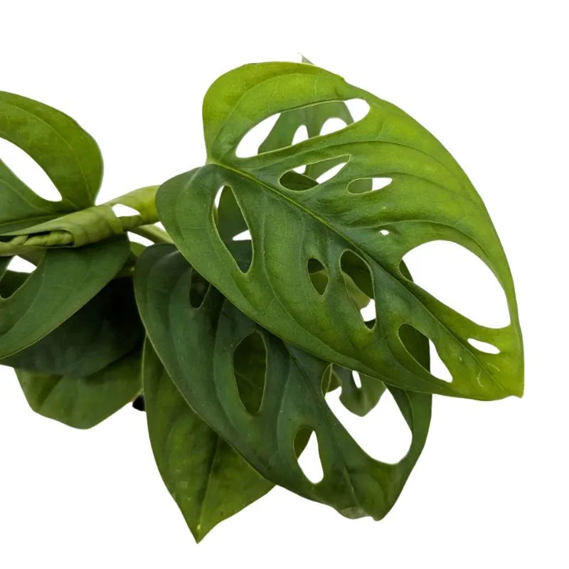 dettaglio delle foglie della pianta 