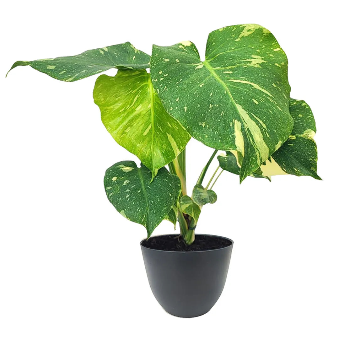 Monstera Thai Constellation in vaso riciclato antracite da 13 cm, pianta da interno con foglie variegate crema e verde