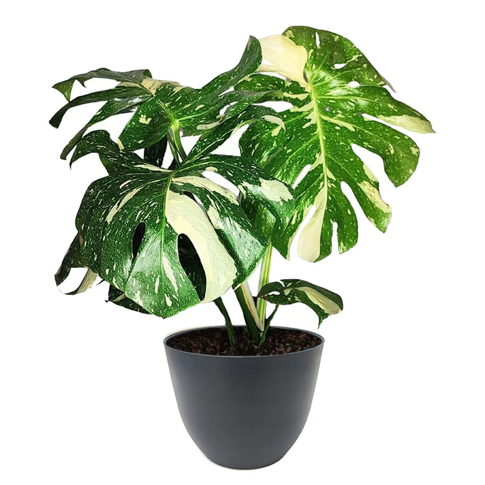 Monstera Thai Constellation con vaso in plastica riciclata antracite Ø 25 cm, pianta tropicale con foglie bianco crema per ambienti moderni.
