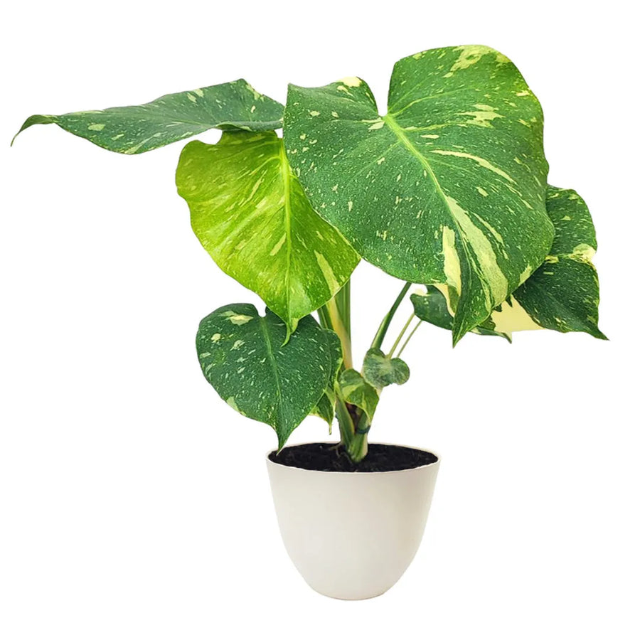 Pianta Monstera Thai Constellation con foglie variegate in vaso bianco da 14 cm, ideale per arredamento moderno