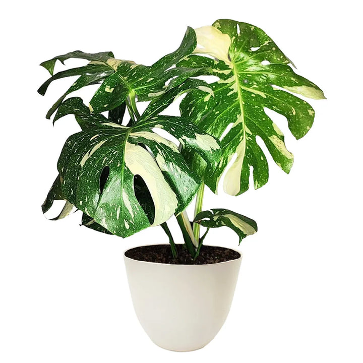 Monstera Thai Constellation in vaso bianco da 25 cm, con foglie tropicali variegate bianco-verdi. Pianta d’arredo rara da interni eleganti.