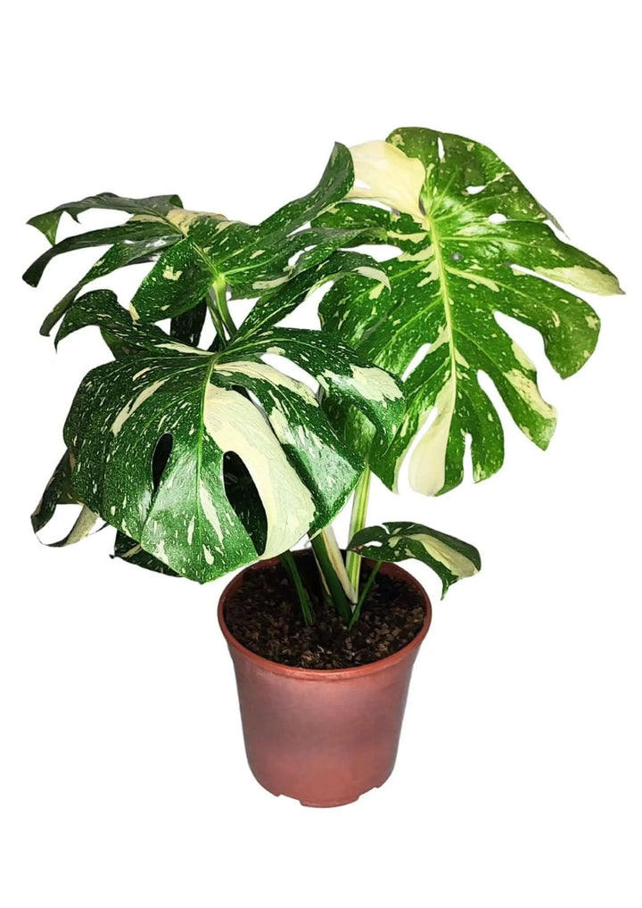 Pianta Monstera Thai Constellation alta 70–80 cm in vaso da coltivazione, senza coprivaso, con foglie variegate crema e verdi dal forte impatto estetico.