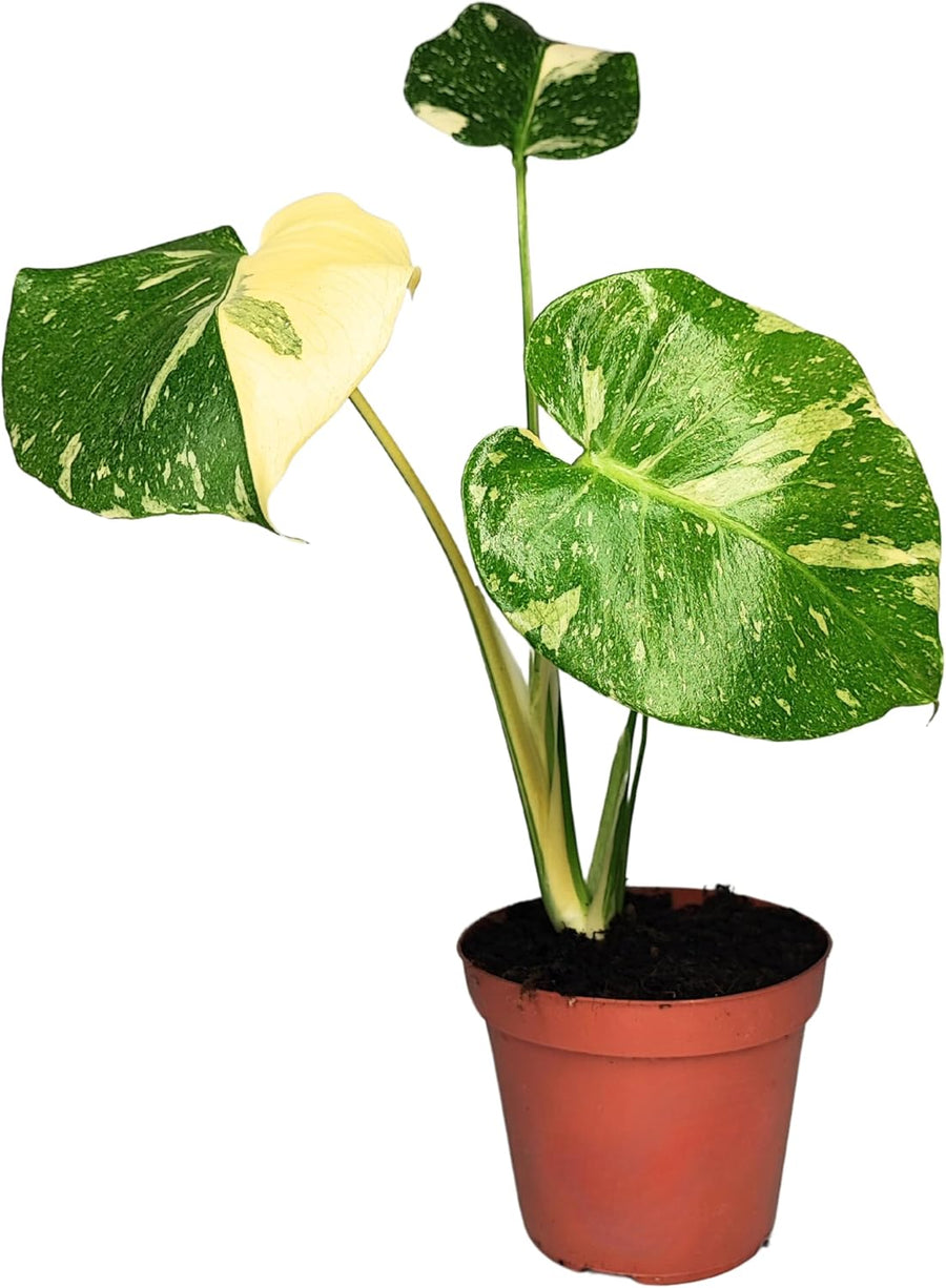 Piantina di Monstera Thai constellation variegata verde e giallo oro