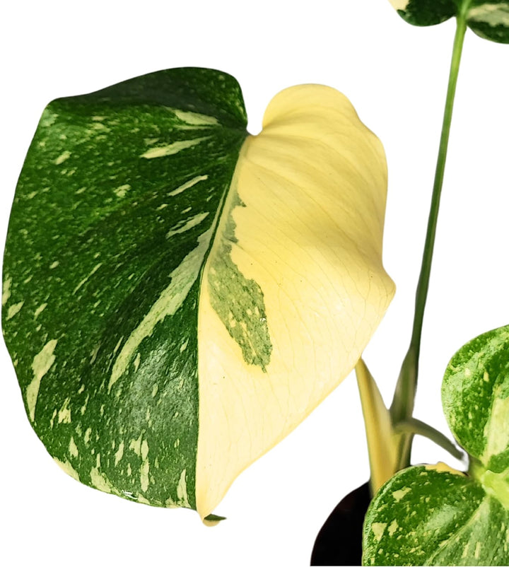 Monstera Thai particolare foglia 