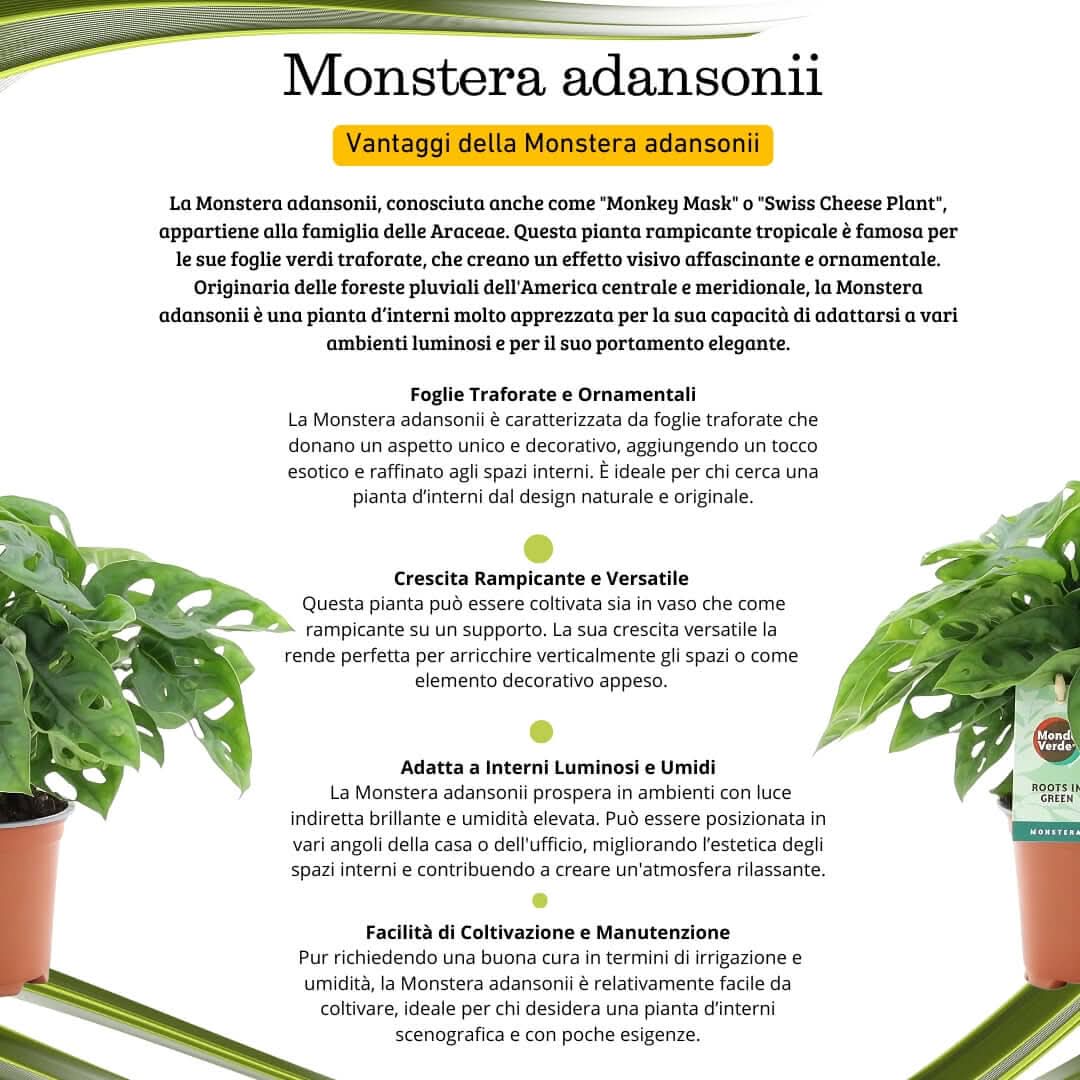 Monstera adansonii  (Monkey Leaf ) Diam.12