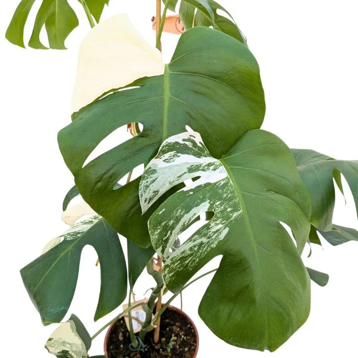 Monstera Deliciosa Albo Variegata - Esemplare Raro