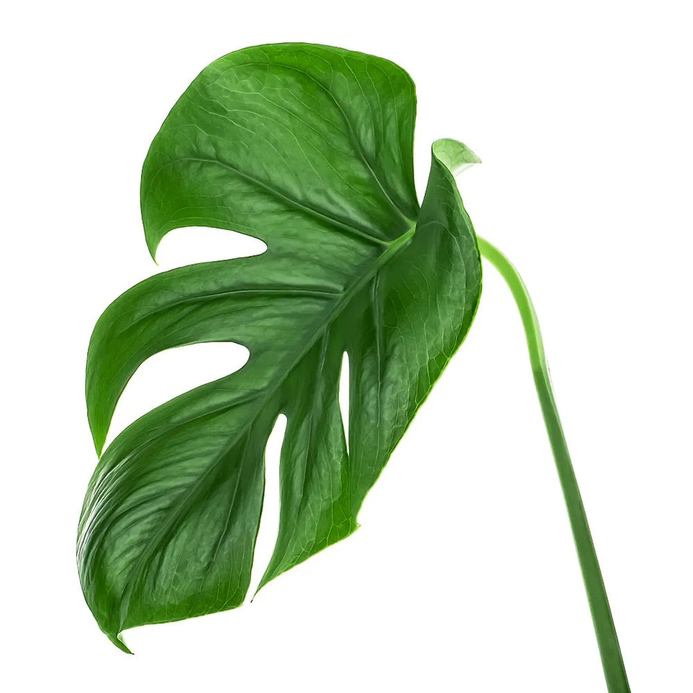 Dettaglio della foglia incisa della Monstera deliciosa, verde brillante e iconica nella forma, ideale per ambienti moderni.