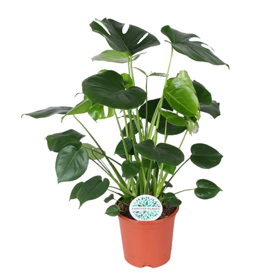 Monstera deliciosa da interno in vaso da 21 cm, alta 80 cm, con foglie ampie e decorative, perfetta per soggiorni, uffici e spazi luminosi.