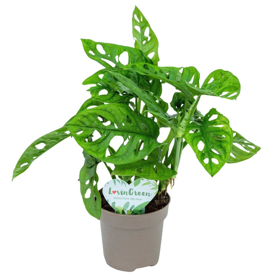 Monstera Monkey Obliqua in vaso da 12 cm, pianta verde da interno con foglie traforate, altezza 35 cm, ideale per ambienti luminosi
