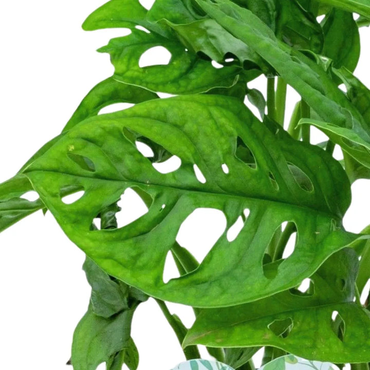 Dettaglio foglie Monstera Monkey con fenestrature naturali, pianta tropicale da interno dal fogliame verde brillante traforato