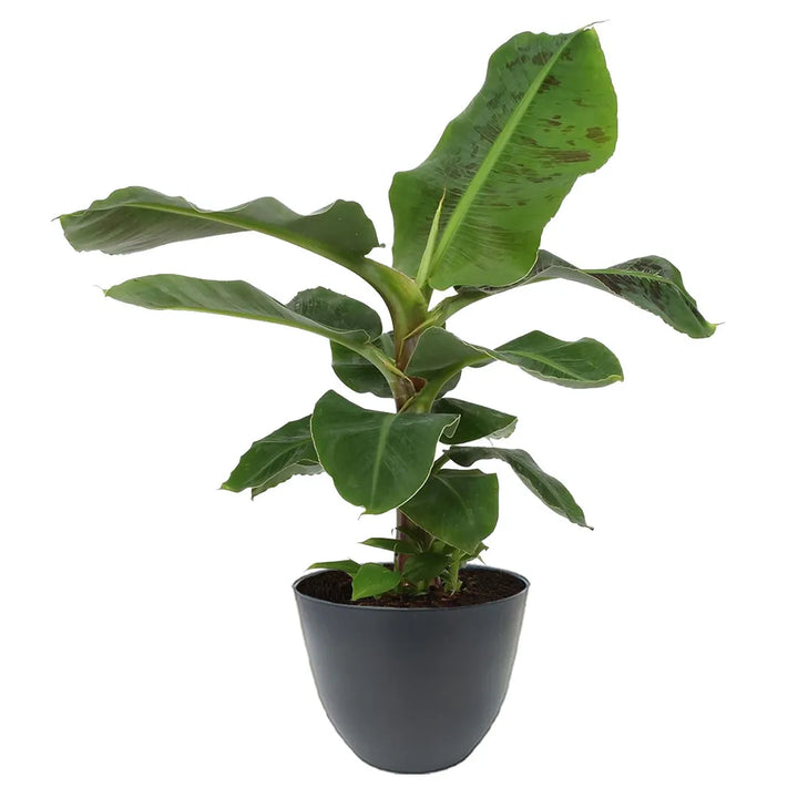 Banana ornamentale con foglie tropicali verdi in vaso antracite moderno, perfetta per soggiorni luminosi.
