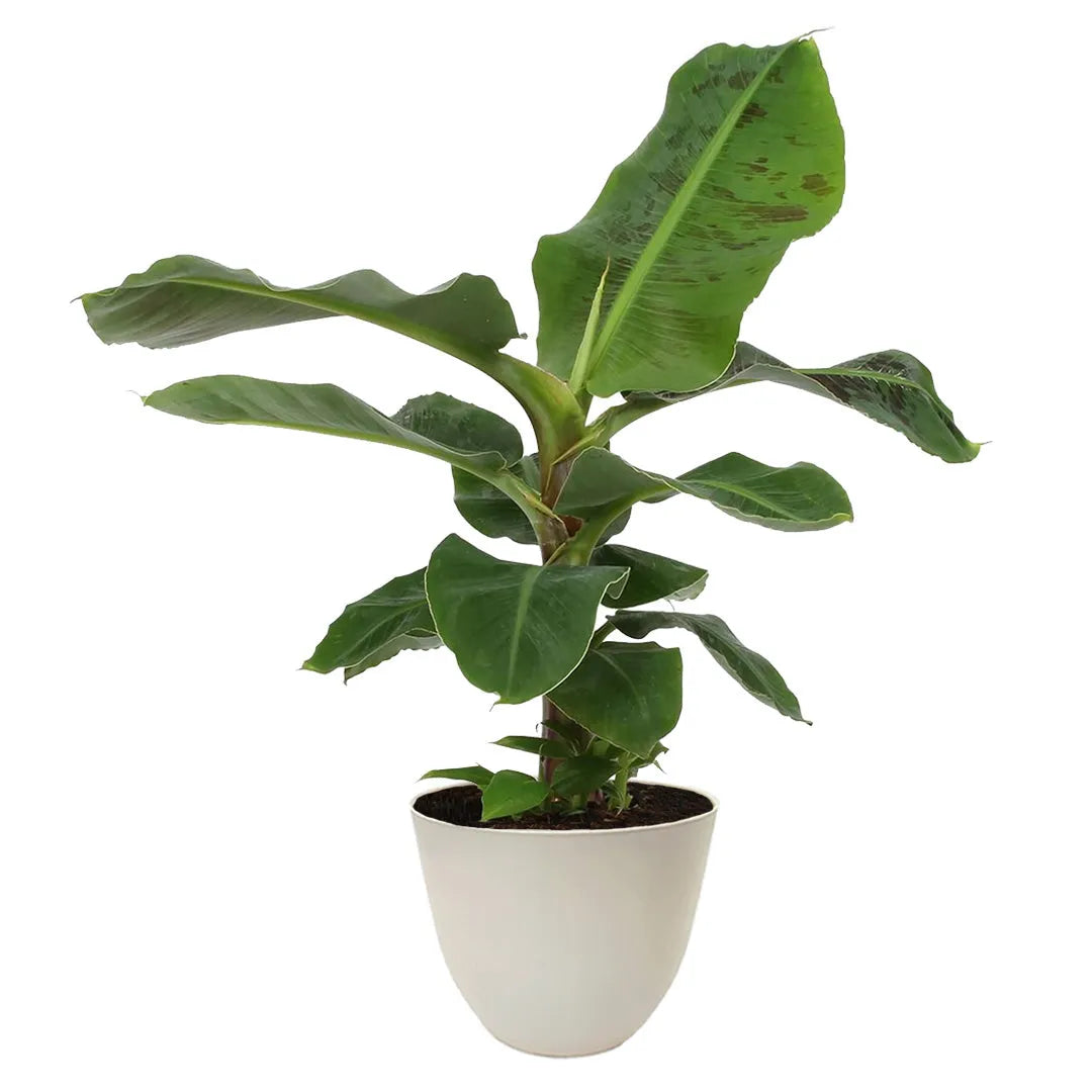 Musa 'Tropicana' in elegante vaso avorio, banana ornamentale per ambienti interni con luce indiretta.