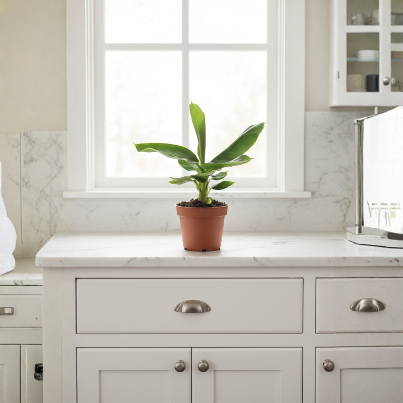 Musa Tropicana - dettaglio delle grandi foglie verdi brillanti con nervatura centrale chiara