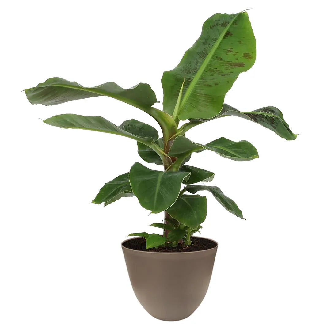Pianta Musa 'Tropicana' con ampie foglie verdi in vaso color tortora, altezza 50 cm, ideale per arredamento tropicale da interno.