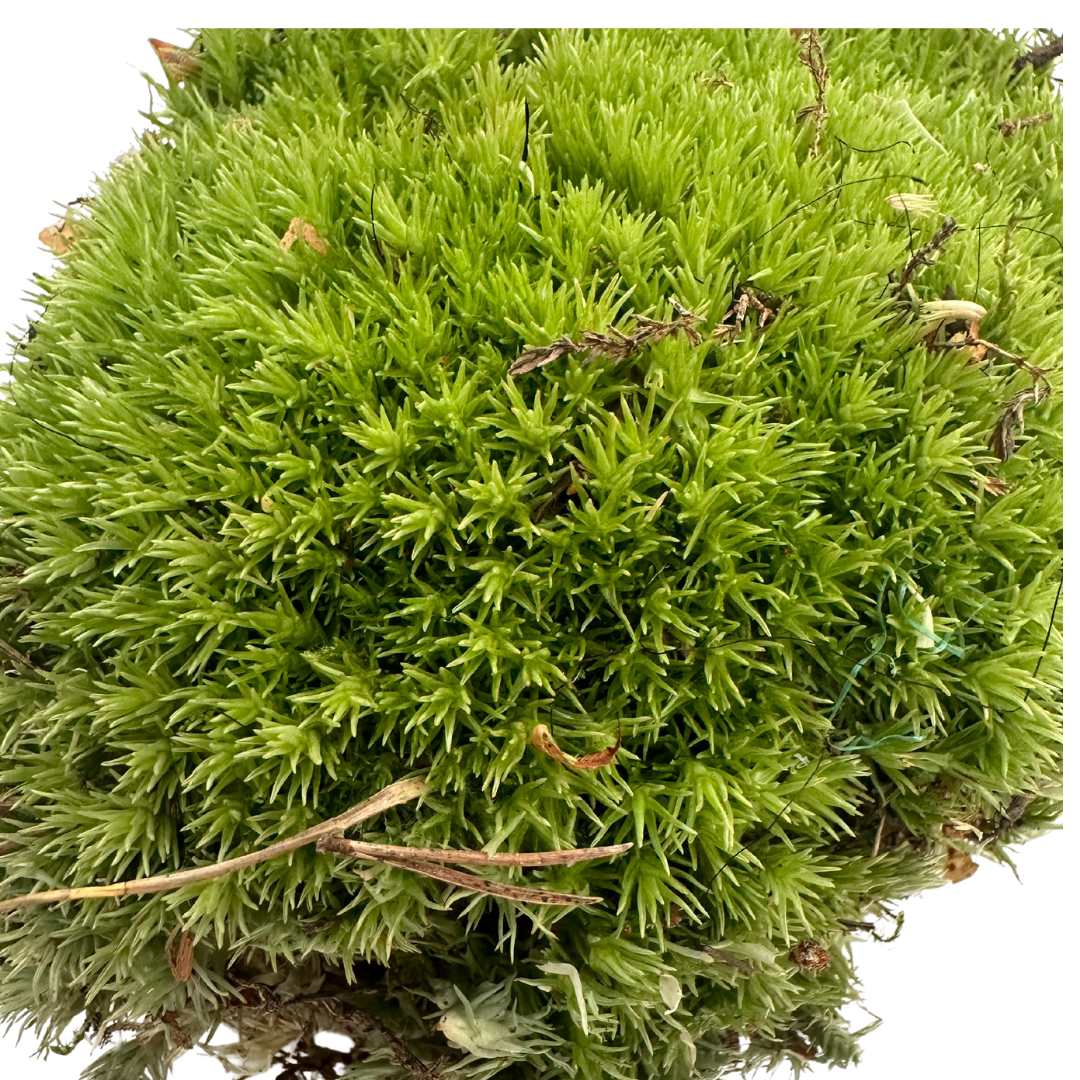 Muschio Vero Leucobryum Glaucum - Confezione da 1 zolla