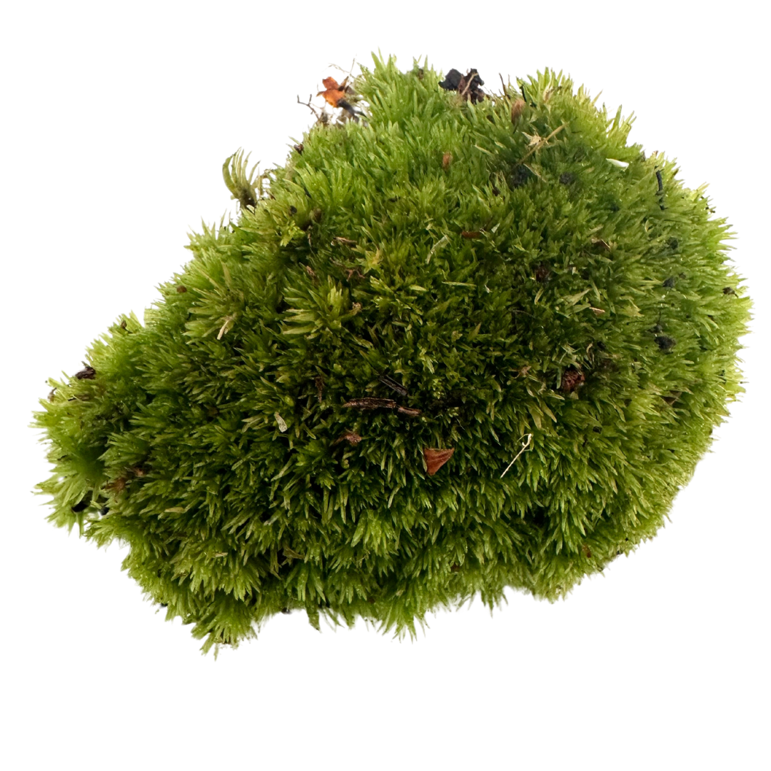 Muschio Vero Leucobryum Glaucum - Confezione da 1 zolla