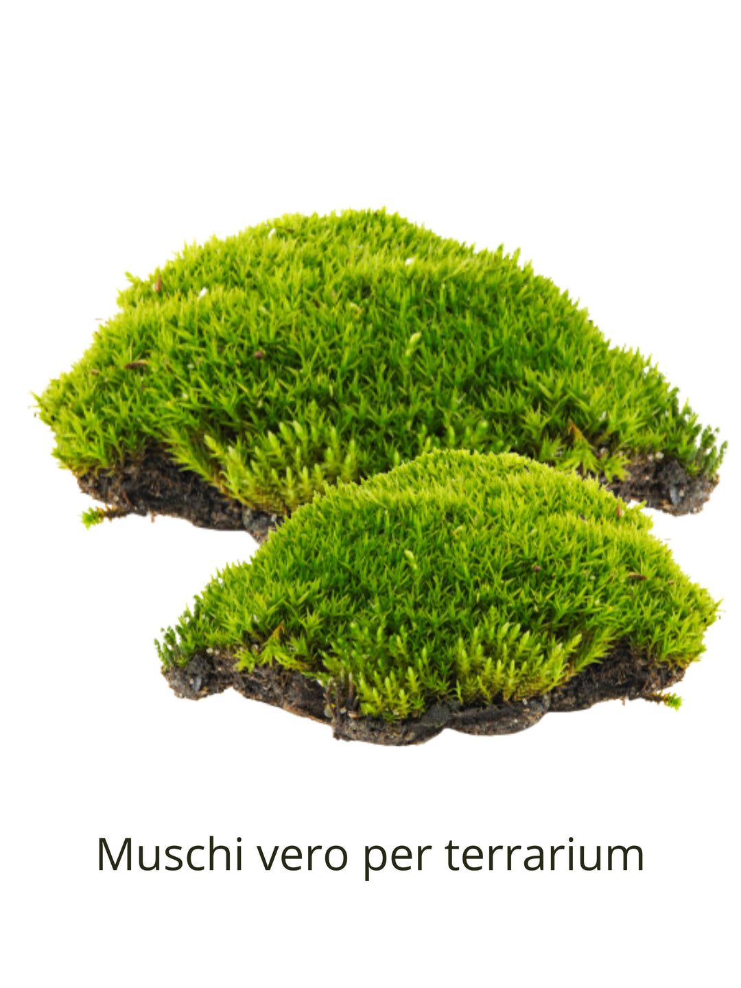 L'immagine mostra due zolle di muschio verde vivo, ideale per l'allestimento di terrarium. Il muschio ha una texture soffice e compatta, con un colore verde intenso. Le zolle hanno una base di terreno scuro che ne evidenzia il contrasto cromatico con il verde brillante delle foglie. Il muschio conferisce un aspetto naturale e fresco, perfetto per decorare piccoli ecosistemi in vetro come i terrarium.