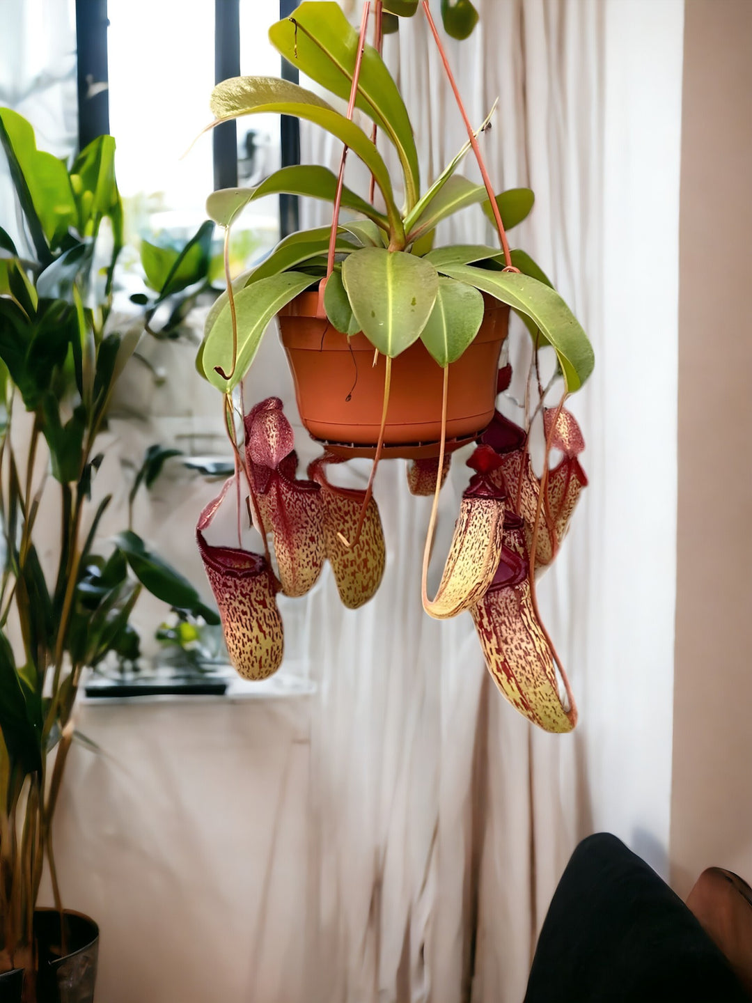 pianta carnivora nepenthes in ambiente domestico , sfondo una tenda bianca una finestra e delle piante verdi