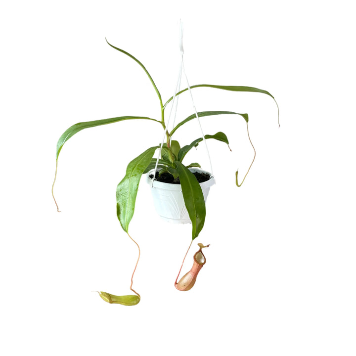 Pianta carnivora Nepenthes in vaso sospeso con brocche pendenti

