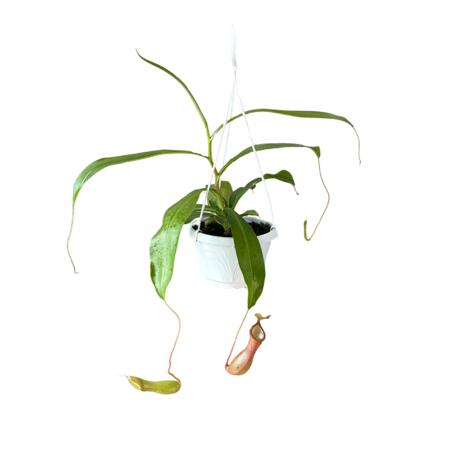Pianta carnivora Nepenthes in vaso sospeso con brocche pendenti

