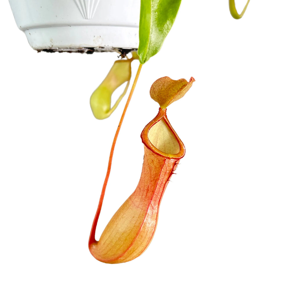 Brocca rossa della pianta carnivora Nepenthes in primo piano

