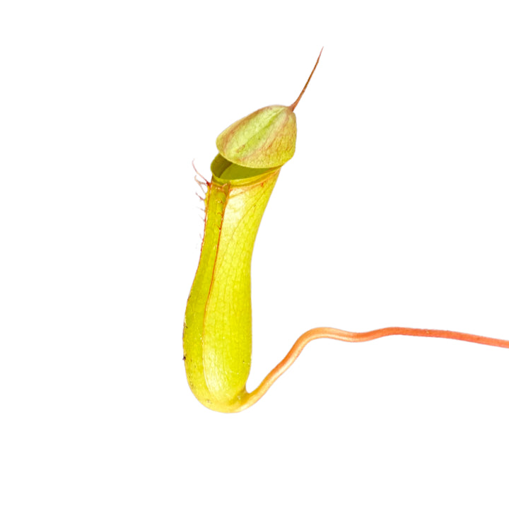 Trappola verde della Nepenthes vista laterale

