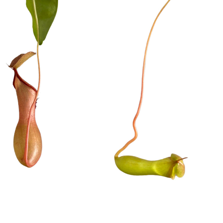Dettaglio di due brocche mature della Nepenthes alata

