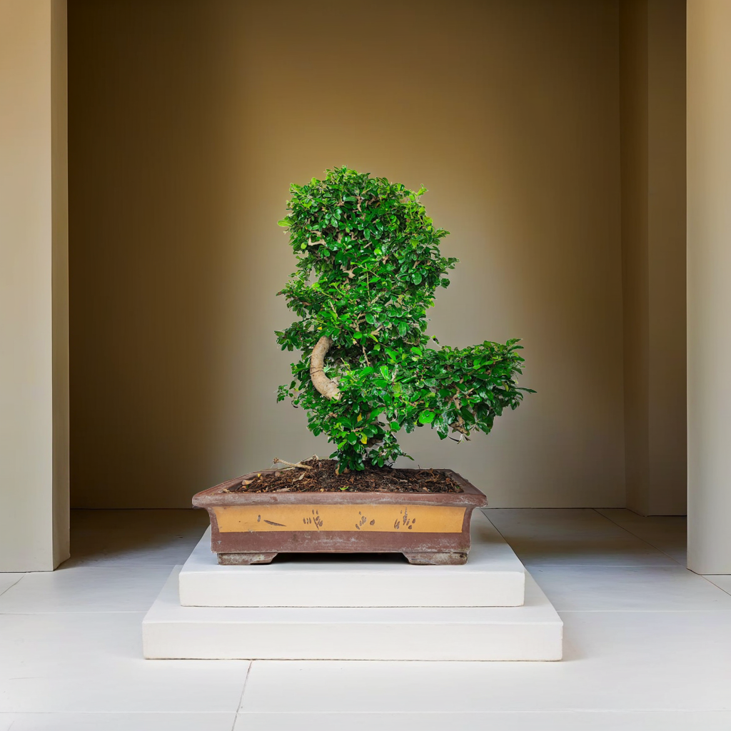 Bonsai esposto su un piedistallo bianco all'interno di una stanza minimalista. La pianta è coltivata in un vaso rettangolare di colore marrone e ocra, decorato con motivi semplici. Il bonsai ha un tronco contorto che segue una curva elegante, con una chioma densa di foglie verdi. L'ambiente circostante è sobrio e luminoso, con pareti di colore neutro che mettono in risalto la bellezza e l'arte della pianta, creando un'atmosfera tranquilla e contemplativa.