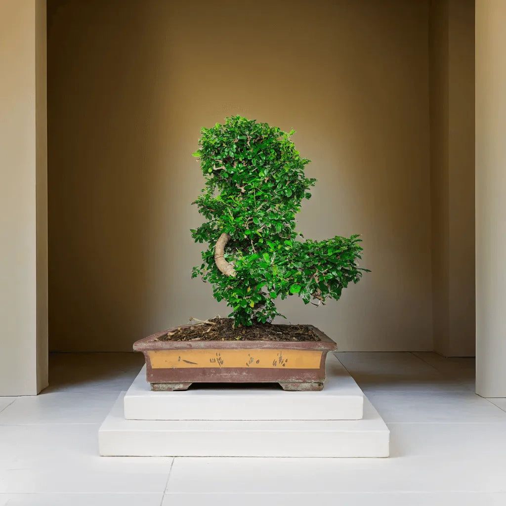 Bonsai Carmona 80 cm esposto in un ambiente moderno d’interni

