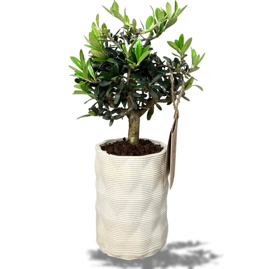 Bonsai di Olivo Reale in vaso Andromeda in argilla bianca