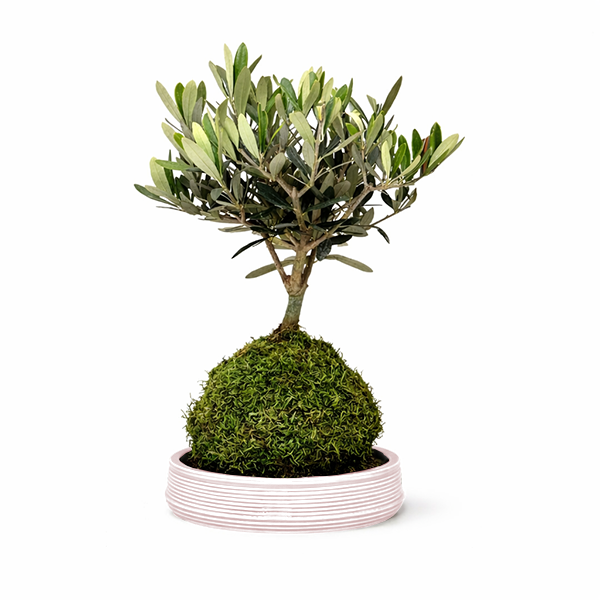 Olivo kokedama con sfera di muschio verde su base in ceramica, pianta mediterranea decorativa ideale per ambienti interni luminosi.