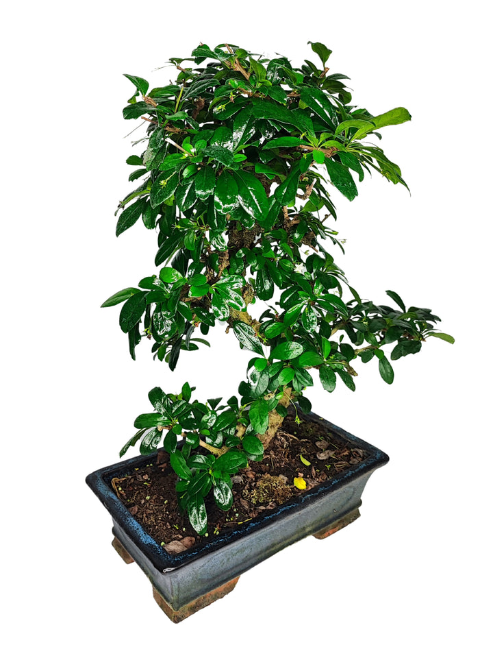 Bonsai carmona S-Shape -  Altezza Pianta 50 cm, Vaso di Ceramica 30x18 cm