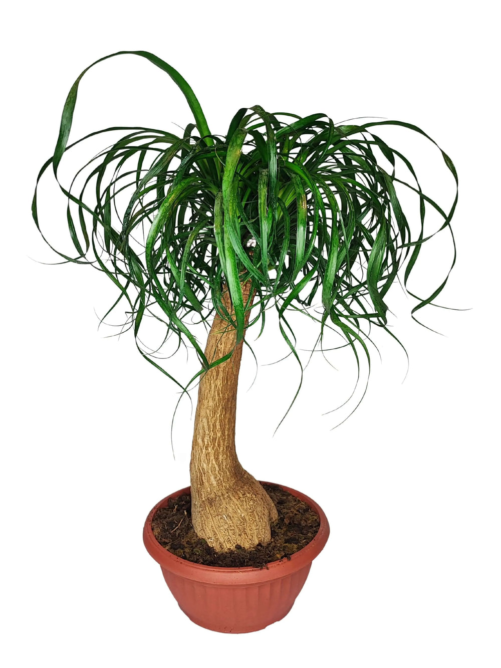 Beaucarnea (Mangiafumo) - Altezza Pianta 60 cm, Vaso Diametro 25 cm - i Giardini di Giulia