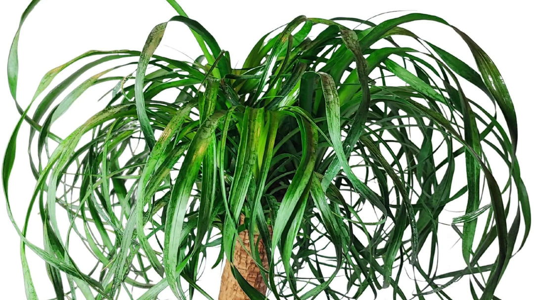 Beaucarnea (Mangiafumo) - Altezza Pianta 60 cm, Vaso Diametro 25 cm - i Giardini di Giulia