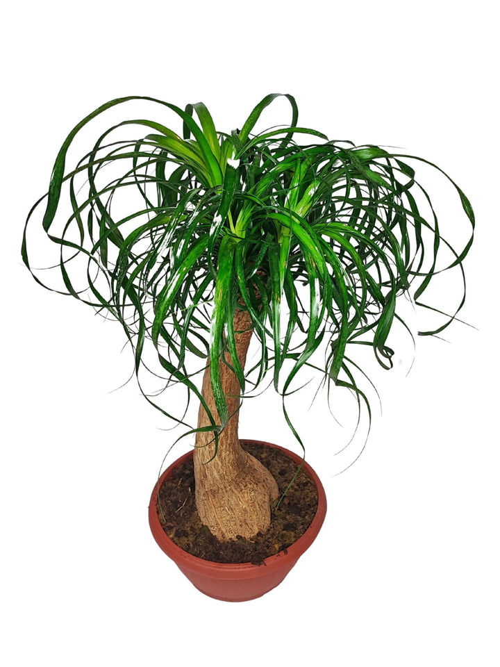 Beaucarnea (Mangiafumo) - Altezza Pianta 60 cm, Vaso Diametro 25 cm - i Giardini di Giulia