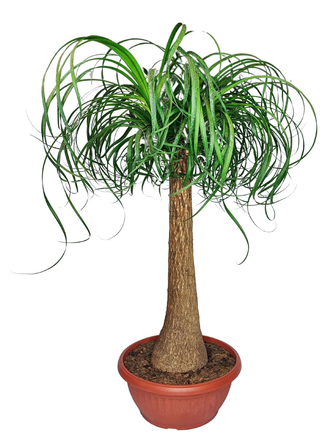 Beaucarnea (Mangiafumo) - Altezza Pianta 85 cm, Vaso Diametro 35 cm - i Giardini di Giulia