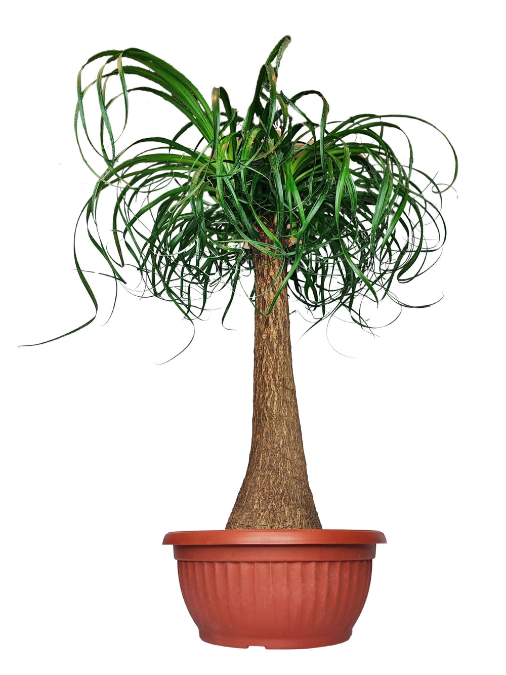 Beaucarnea (Mangiafumo) - Altezza Pianta 85 cm, Vaso Diametro 35 cm - i Giardini di Giulia