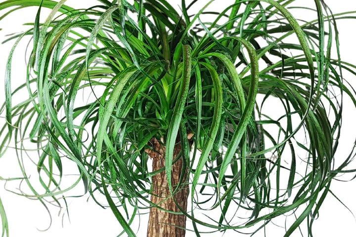 Beaucarnea (Mangiafumo) - Altezza Pianta 85 cm, Vaso Diametro 35 cm - i Giardini di Giulia