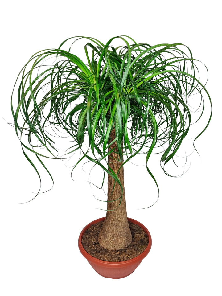 Beaucarnea (Mangiafumo) - Altezza Pianta 85 cm, Vaso Diametro 35 cm - i Giardini di Giulia