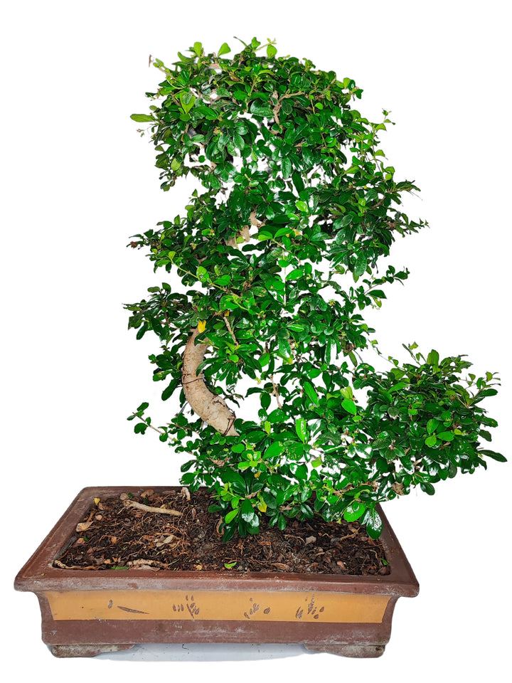 Bonsai coltivato in un vaso rettangolare decorato di colore marrone e ocra. La pianta presenta un tronco contorto con una chioma densa di foglie verdi, distribuite lungo i rami in modo armonioso. Il bonsai ha una forma sinuosa e ben curata, con il tronco che segue una curva elegante. Il vaso, decorato con motivi semplici, aggiunge un tocco tradizionale all'insieme, completando l'aspetto raffinato della pianta.