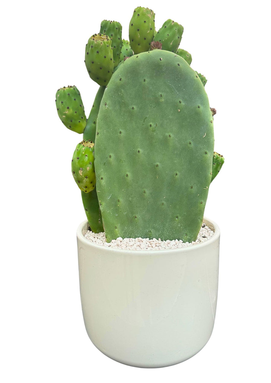 
L'immagine mostra una pianta di cactus, specificamente una pala di Opuntia, conosciuta anche come fico d'India, in un vaso bianco. La pala principale è grande e piatta, circondata da piccoli germogli di cactus, ancora giovani e dalla forma ovale. Il vaso è decorato con piccole pietre bianche alla base, che creano un contrasto con il verde della pianta. Questo tipo di cactus è apprezzato per la sua resistenza e il suo aspetto decorativo.