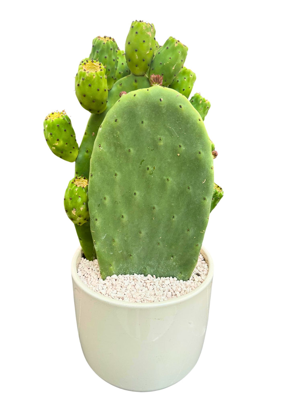 L'immagine raffigura un cactus Opuntia, noto anche come fico d'India, in un vaso bianco decorato con piccole pietre bianche. La pianta ha una pala centrale grande e piatta, circondata da giovani germogli ovali più piccoli. Il verde intenso della pianta contrasta con il bianco del vaso, offrendo un aspetto decorativo minimalista.