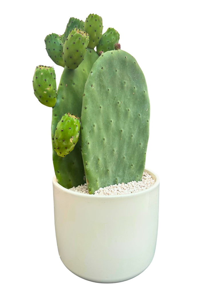 L'immagine mostra un cactus Opuntia (fico d'India) in un vaso bianco con decorazioni di piccole pietre bianche. La pianta presenta due pale principali e germogli ovali più piccoli. Il verde intenso della pianta si abbina armoniosamente con il vaso bianco, creando un effetto estetico naturale e minimalista.





