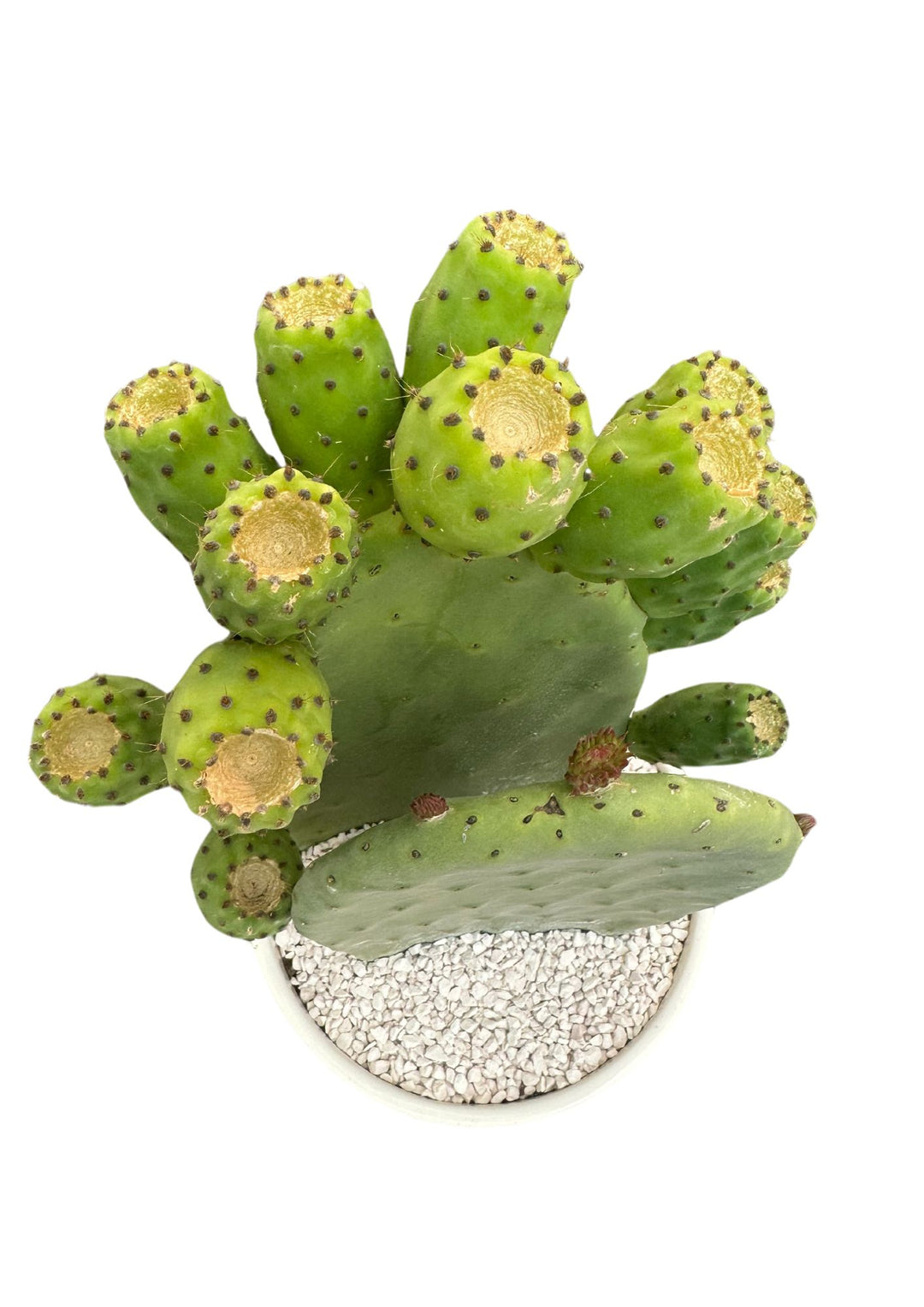 
L'immagine raffigura un cactus Opuntia visto dall'alto, con numerosi germogli ovali verde chiaro che emergono dalla pala principale. Le estremità dei germogli sembrano essere tagliate o smussate. Il vaso bianco è riempito di piccole pietre decorative bianche, che forniscono un contrasto netto con il verde brillante del cactus.