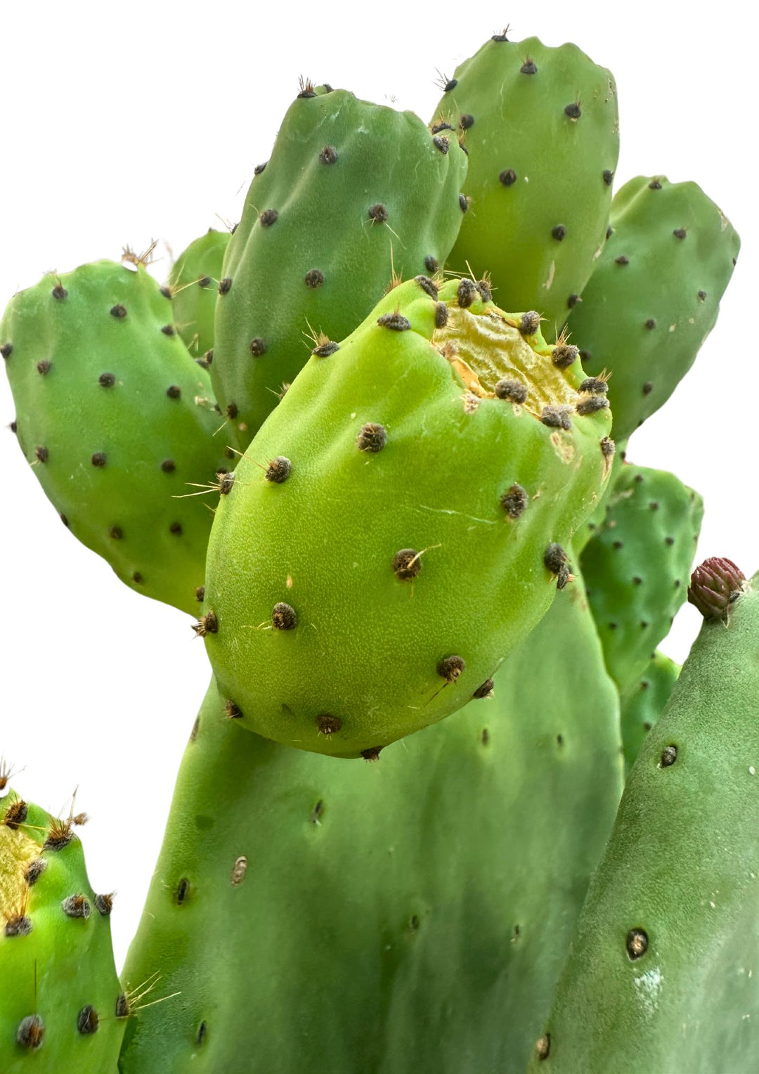 L'immagine mostra un primo piano di un cactus Opuntia, con particolare attenzione ai germogli ovali verdi che spuntano dalla pala principale. I germogli sono coperti da piccoli punti scuri che rappresentano i "glochidi", tipiche spine corte e sottili di questa specie. La texture liscia e brillante delle pale del cactus risalta nel contrasto tra le diverse sfumature di verde.