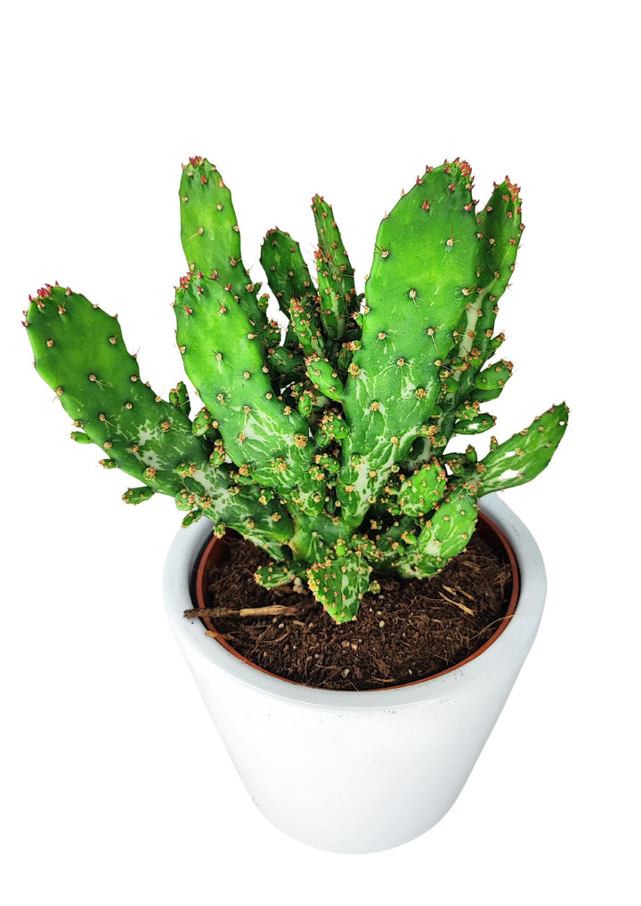 L'immagine mostra una pianta di Opuntia monacantha in un vaso bianco, vista dall'alto. La pianta ha segmenti piatti e allungati di colore verde brillante, con piccole areole che presentano spine corte e di colore rossastro. La superficie del terreno è visibile alla base della pianta, all'interno del vaso bianco. La pianta ha una struttura ramificata, con diversi segmenti che si estendono verso l'alto.