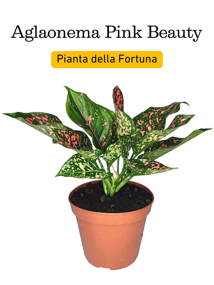 Aglaonema Pink Beauty in vaso – pianta da interno ornamentale con foglie rosa e verdi, conosciuta anche come pianta della fortuna