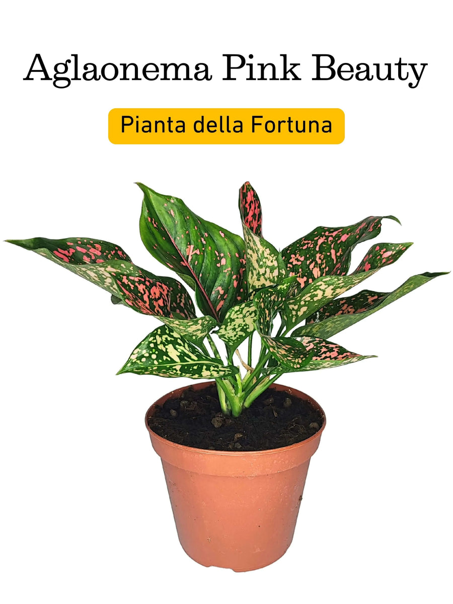 Aglaonema Pink Beauty in vaso – pianta da interno ornamentale con foglie rosa e verdi, conosciuta anche come pianta della fortuna