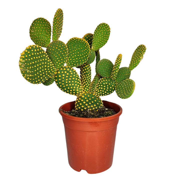 Opuntia micr. var. pallida altezza pianta 40 cm diametro vaso 17 cm